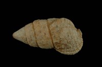 藏品(桑葚蟹守螺)的圖片